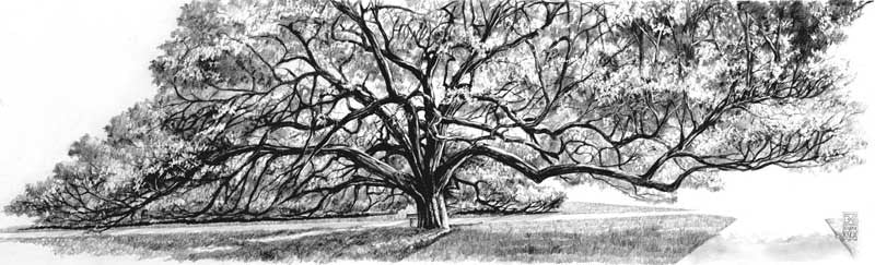 Texas A&M University - The Century Tree Pencil - Print - Benjamin Knox Fine Art Gallery
