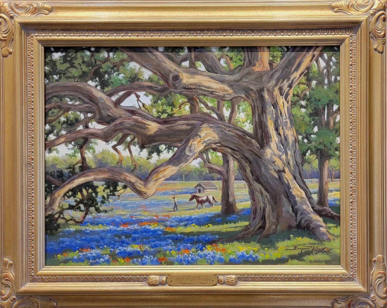 Live Oak - Independence, Texas