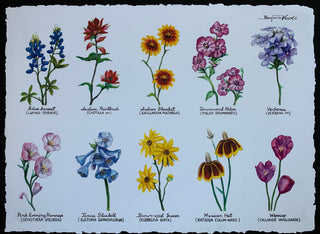 Wildflower Study - Print - Benjamin Knox Fine Art Gallery