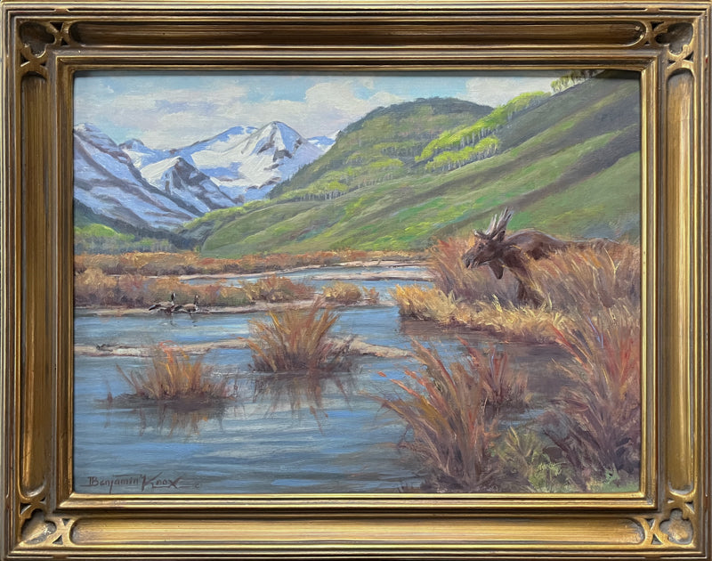 River Moose Encounter