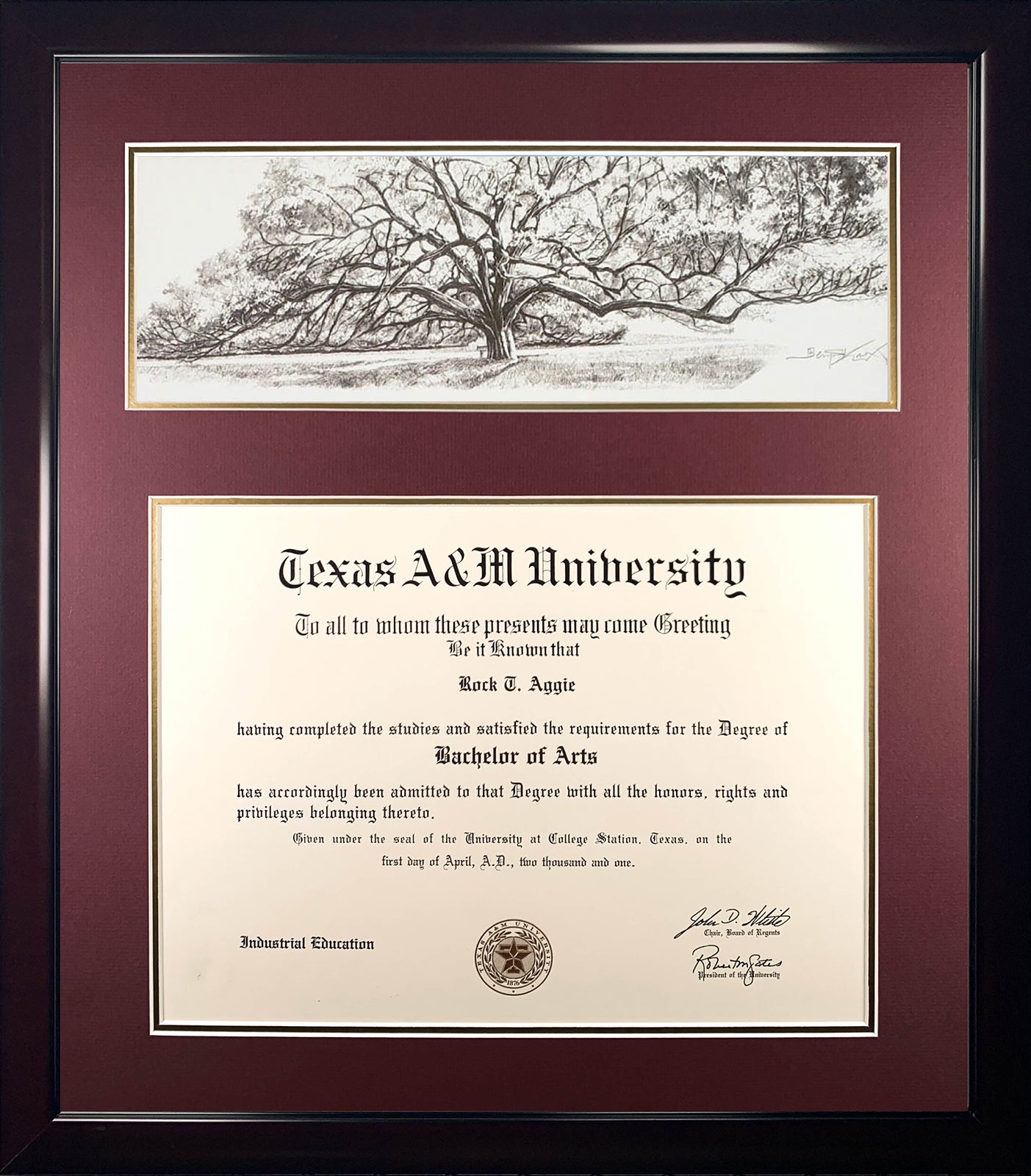 Diploma with Century Tree Pencil Sketch