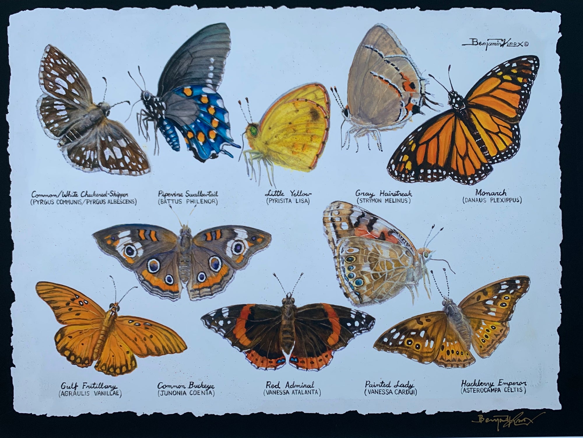 Butterfly Study - Print - Benjamin Knox Fine Art Gallery
