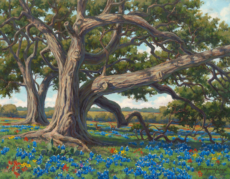 Independence Live Oaks